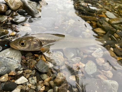 ウグイの釣果