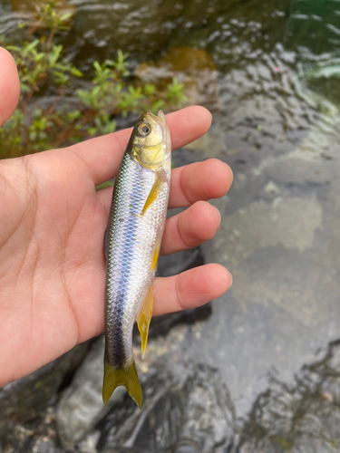 カワムツの釣果