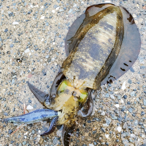 アオリイカの釣果