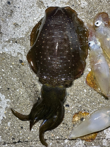 アオリイカの釣果