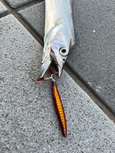 タチウオの釣果