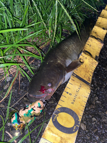 ナマズの釣果