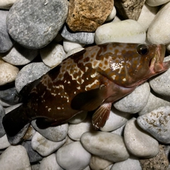 アコウの釣果