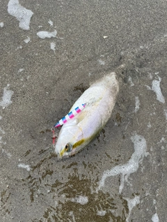 ショゴの釣果