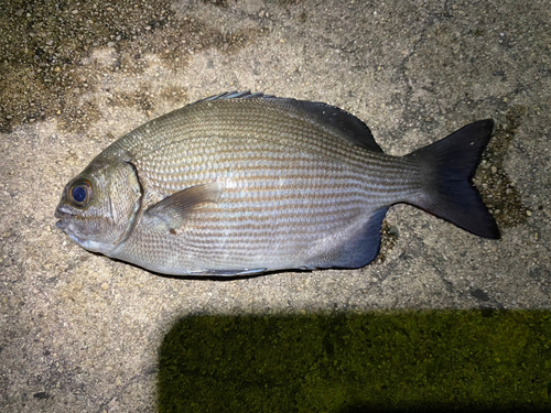 イスズミの釣果