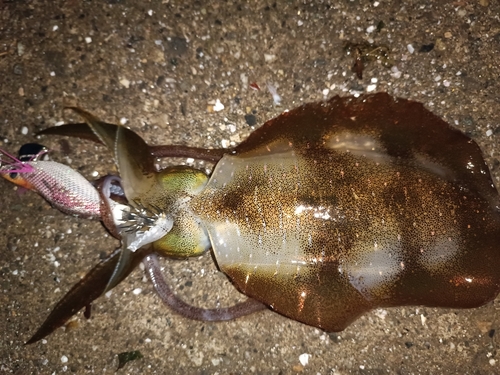 アオリイカの釣果