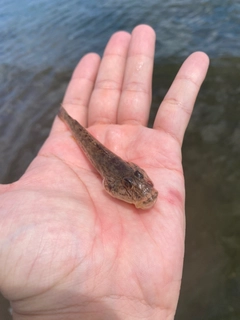 マハゼの釣果