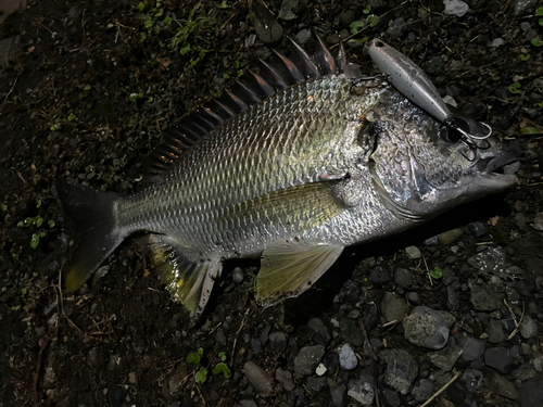 キビレの釣果