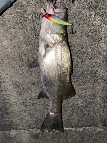 ヒラスズキの釣果