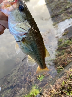 ラージマウスバスの釣果