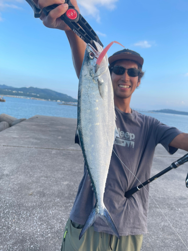 イケカツオの釣果