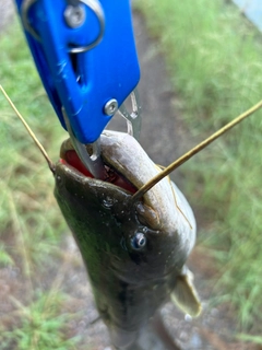 ナマズの釣果