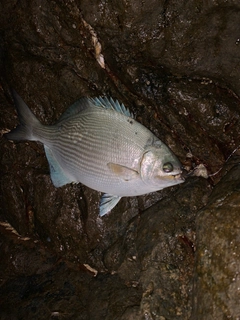 イスズミの釣果