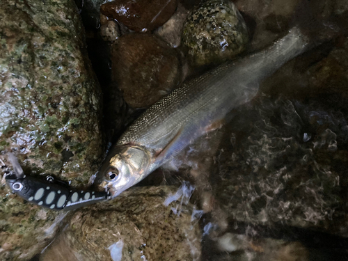 ウグイの釣果