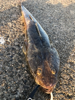 コチの釣果