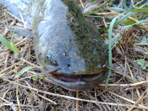 ナマズの釣果