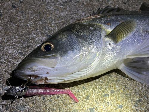 タイリクスズキの釣果