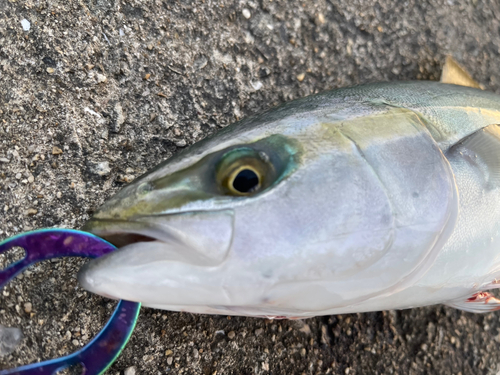 ツバスの釣果