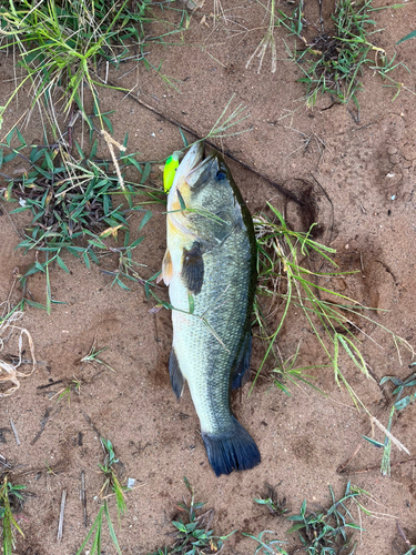 ブラックバスの釣果