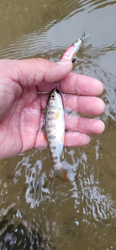 アマゴの釣果