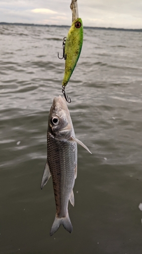 ニゴイの釣果