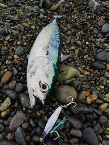 ソウダガツオの釣果