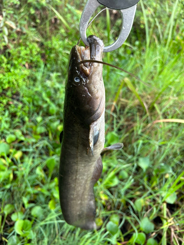 ナマズの釣果