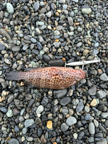 オオモンハタの釣果