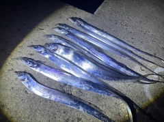 タチウオの釣果