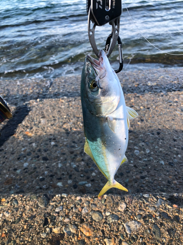 ツバイソの釣果