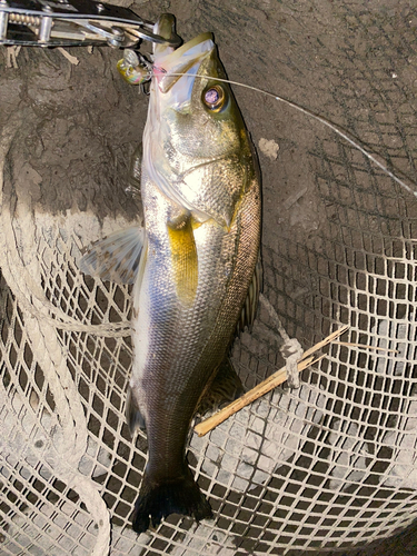 タイリクスズキの釣果