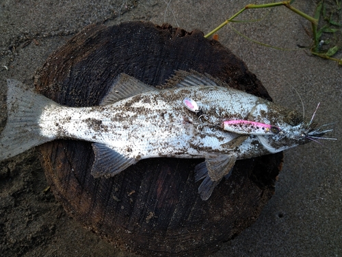 フッコ（マルスズキ）の釣果