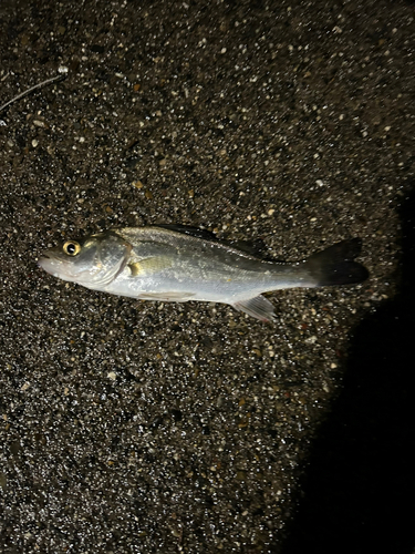 セイゴ（マルスズキ）の釣果