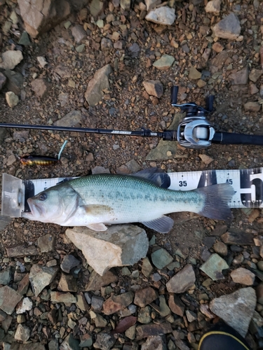 ブラックバスの釣果