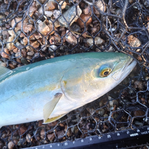 ツバイソの釣果