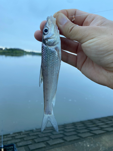 ニゴイの釣果