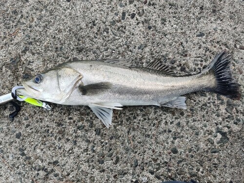 シーバスの釣果