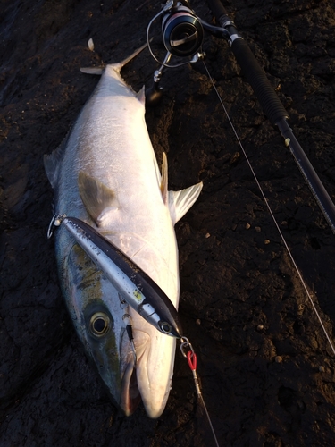 ヒラマサの釣果