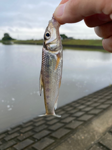 ニゴイの釣果