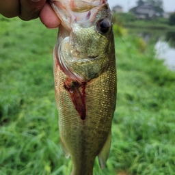 ブラックバス