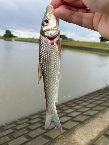 ニゴイの釣果