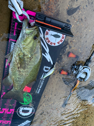 スモールマウスバスの釣果