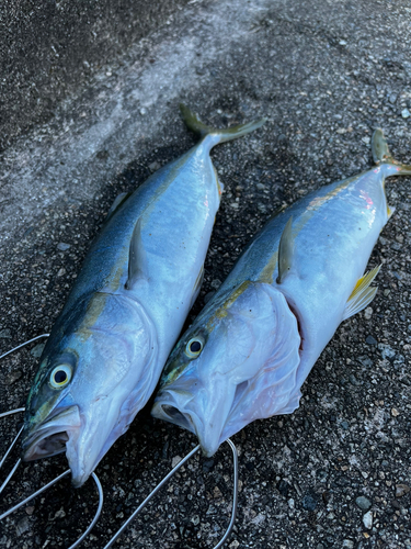 ツバイソの釣果