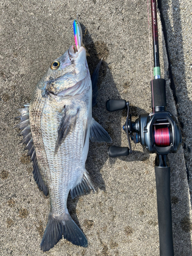 クロダイの釣果