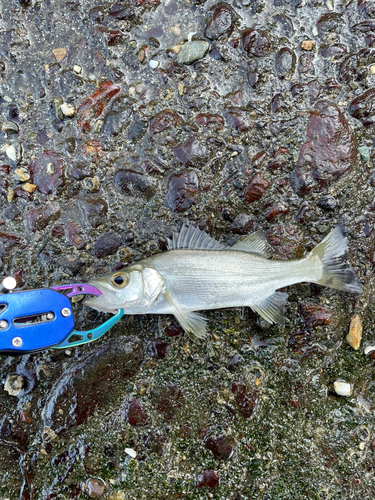 スズキの釣果