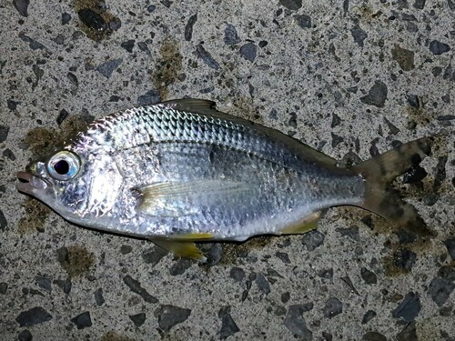 ミナミクロサギの釣果