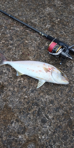 カンパチの釣果