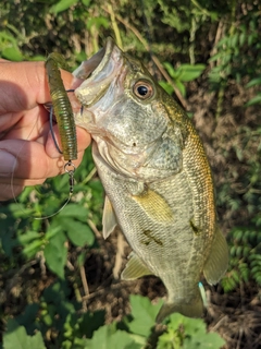 ラージマウスバスの釣果