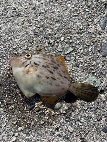 カワハギの釣果