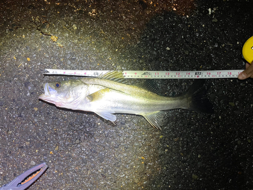 シーバスの釣果